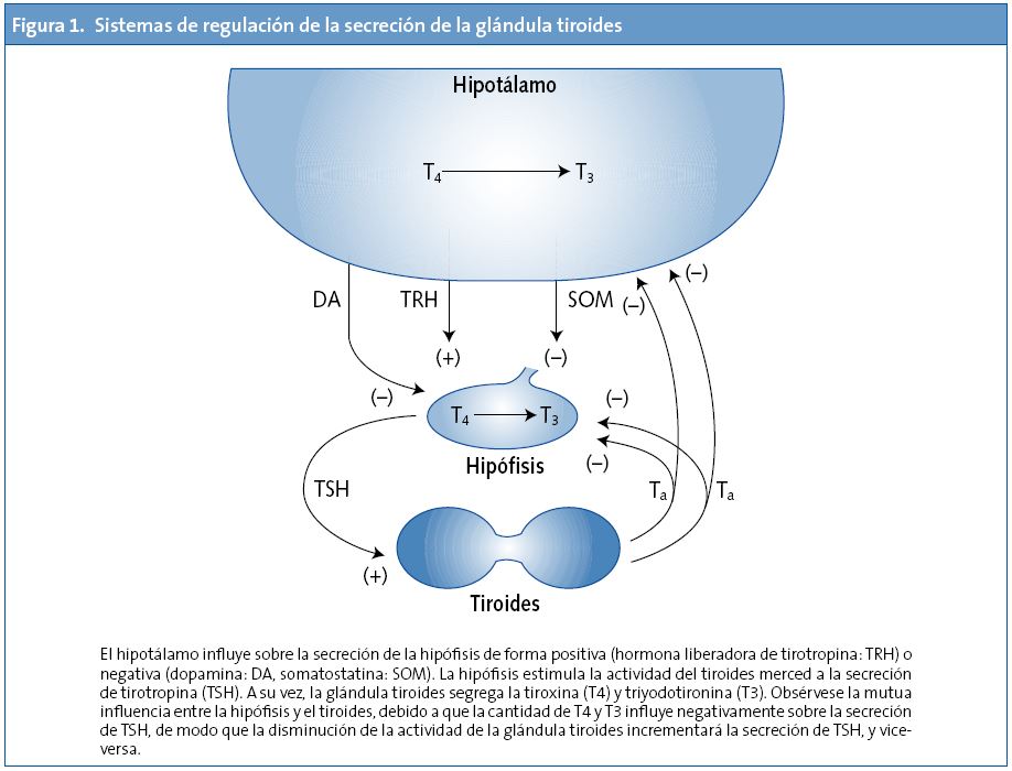 Figura 1. Sistemas de regulación de la secreción de la glándula tiroides