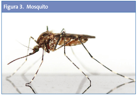 Figura 3. Mosquito