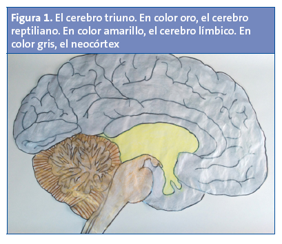 Figura 1. El cerebro triuno. En color oro, el cerebro reptiliano. En color amarillo, el cerebro límbico. En color gris, el neocórtex