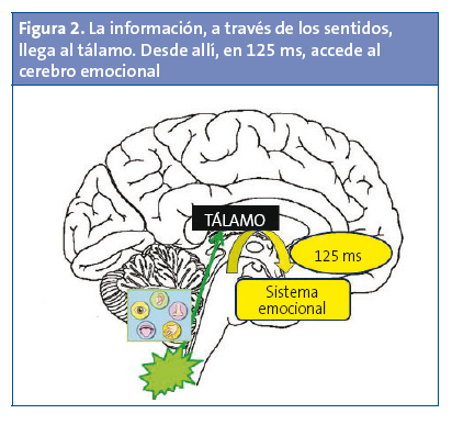 Figura 2. La información, a través de los sentidos, llega al tálamo. Desde allí, en 125 ms, accede al cerebro emocional