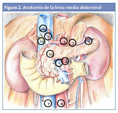 Figura 2. Anatomía de la línea media abdominal