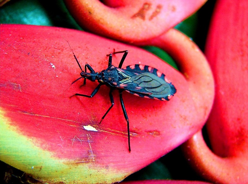 Triatoma maculata caminando sobre una Heliconia.