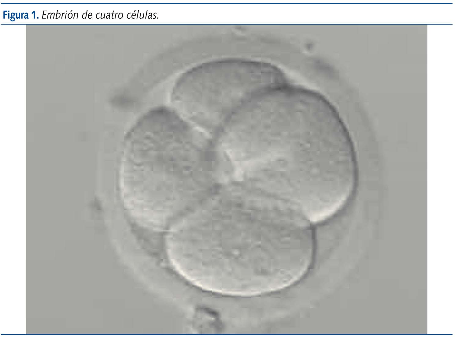 Figura 1. Embrión de cuatro células