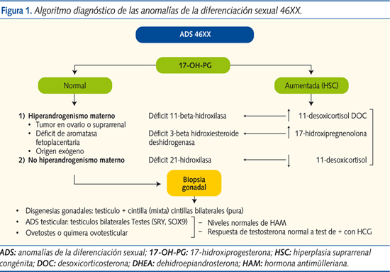 Figura 1. Algoritmo diagnóstico de las anomalías de la diferenciación sexual 46XX.