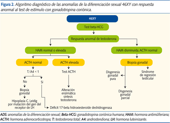 Figura 2. Algoritmo diagnóstico de las anomalías de la diferenciación sexual 46XY con respuesta anormal al test de estímulo con gonadotropina coriónica.