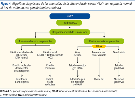 Figura 4. Algoritmo diagnóstico de las anomalías de la diferenciación sexual 46XY con respuesta normal al test de estímulo con gonadotropina coriónica.